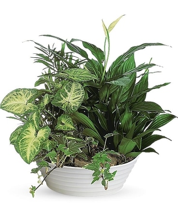 Medium Dish Garden Plant