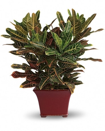 Stately Croton Flower Arrangement