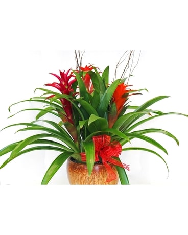 Bromeliad Plant Plant