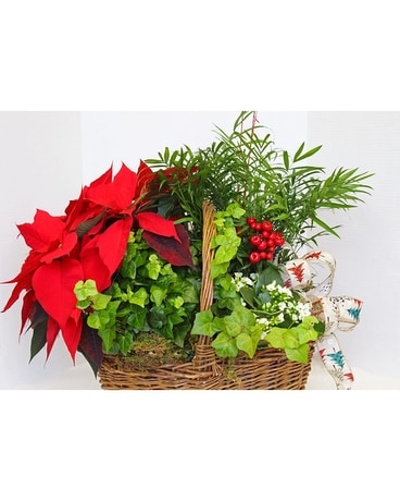 Peace and Poinsettia Basket Plant