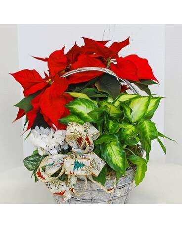 Blessings of the Basket Plant