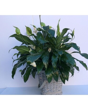 PEACE LILLY Plant