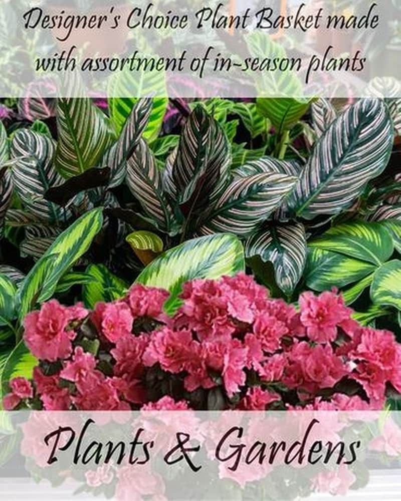 Designer's Choice Plant Gardens in Quincy MA - Fabiano Florist