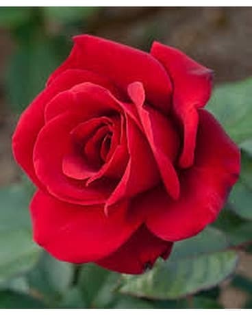 Rose Deal of the Day Flower Arrangement