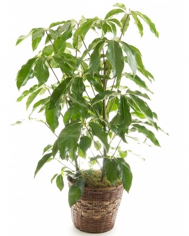 Schefflera Plant