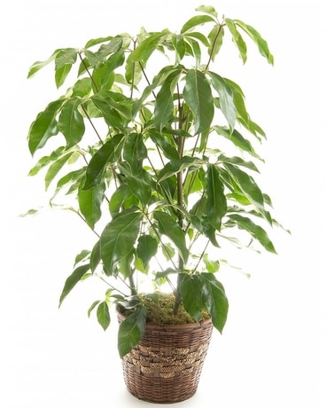 10 inch pot size,  inches height and  inches wide.