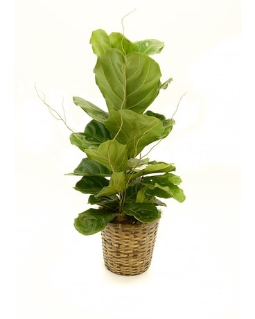 Fiddle Leaf Fig Plant Flower Arrangement