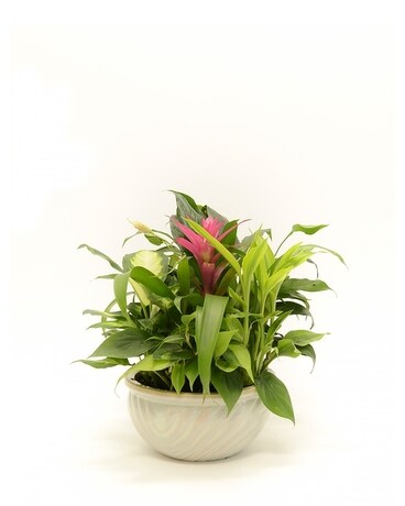Dish Garden - Small Dish Garden Plant