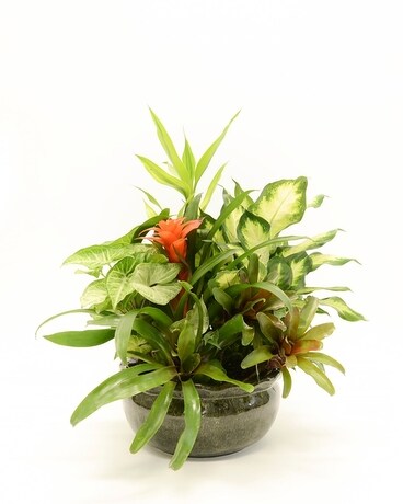 Dish Garden - Large Dish Garden Plant