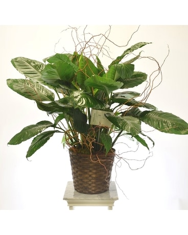 Closet Plant Plant