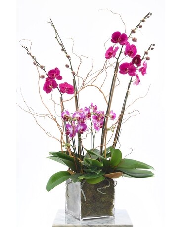 Vibrant Orchid Plants Plant
