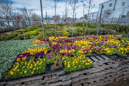 Garden Centre