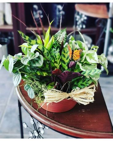 Dish Garden - Style 1 Custom product