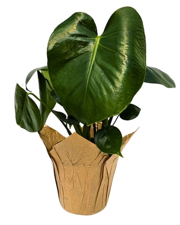 Monstera Deliciosa in Lansing MI - Hyacinth House/Van Peenen's