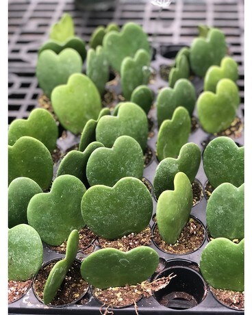 Hoya Plant