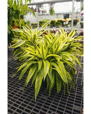 Dracaena Lemon Lime Plant