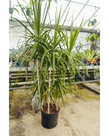 Dracaena Plant