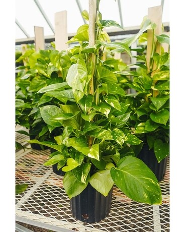 Pothos Plant