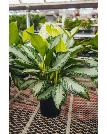 Agliaonema Plant