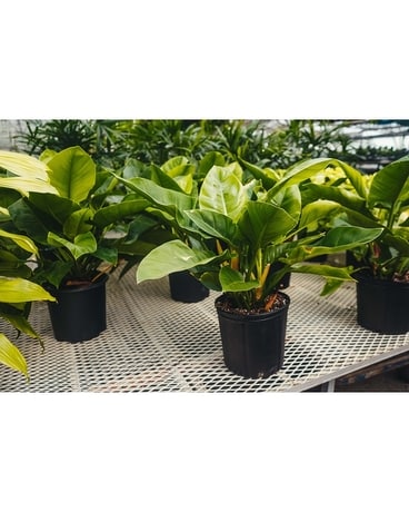 Philodendron Plant