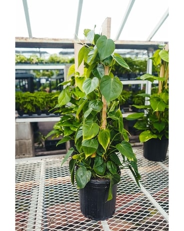 Heart Leaf Philodendron Plant