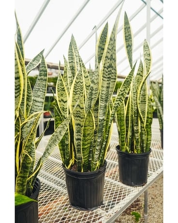 Snake Plant (Sanseveria) Plant