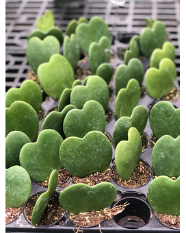 Hoya in Lansing MI - Hyacinth House/Van Peenen's