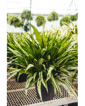 Agliaonema Plant