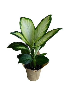 dracaena variegatus Striped Dracaena Plant