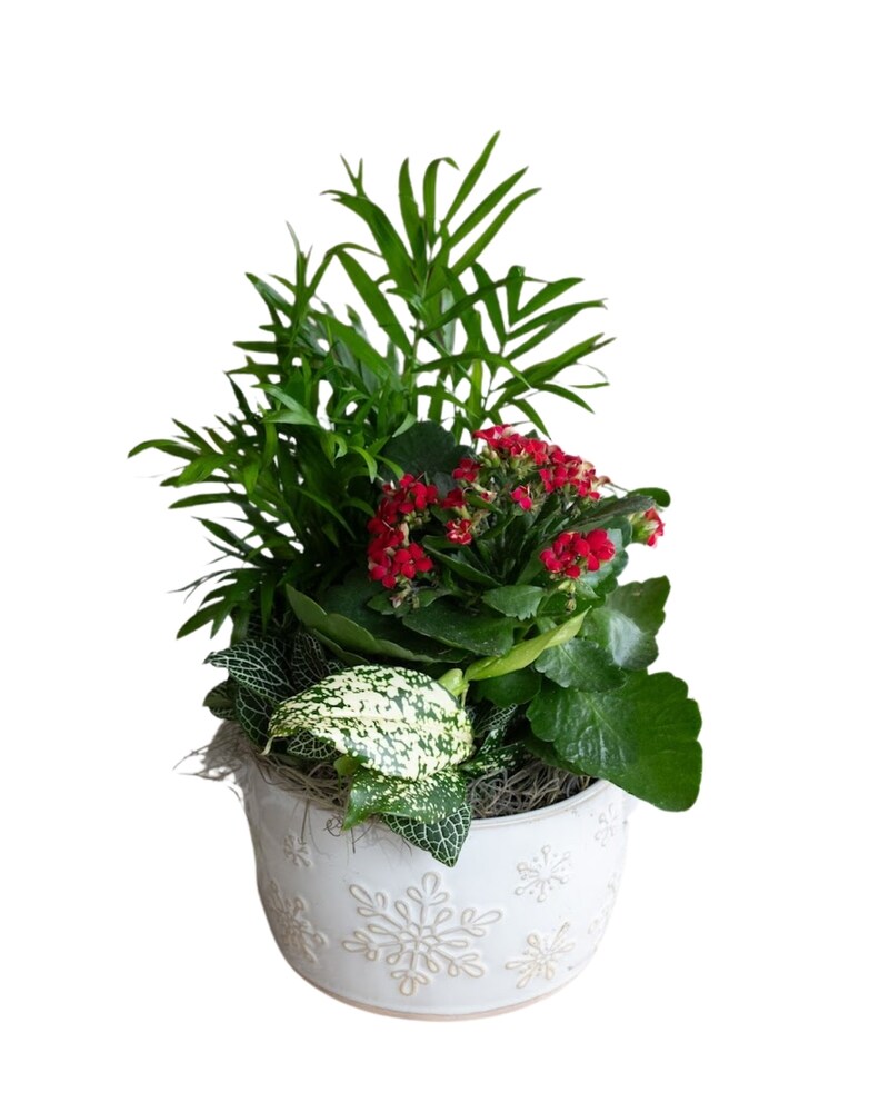 Plants Delivery Lansing MI - Hyacinth House/Van Peenen's