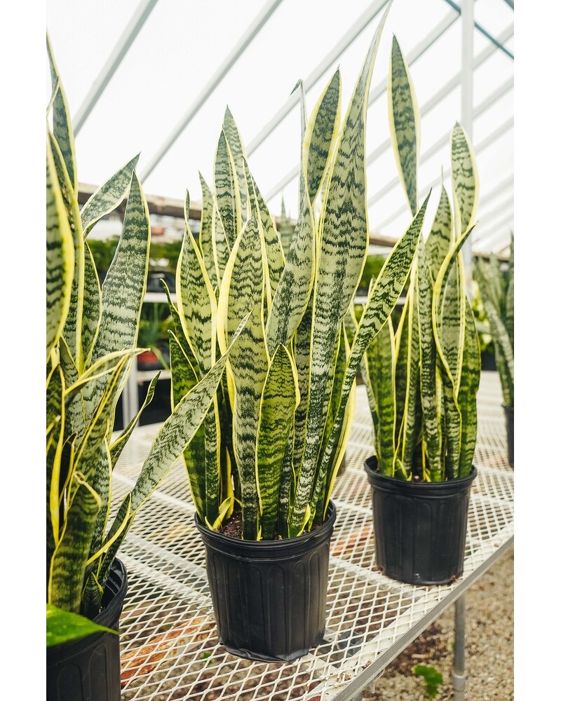 Snake Plant (Sanseveria) in Lansing MI - Hyacinth House/Van Peenen's