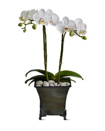 Dulce Duet Flower Arrangement
