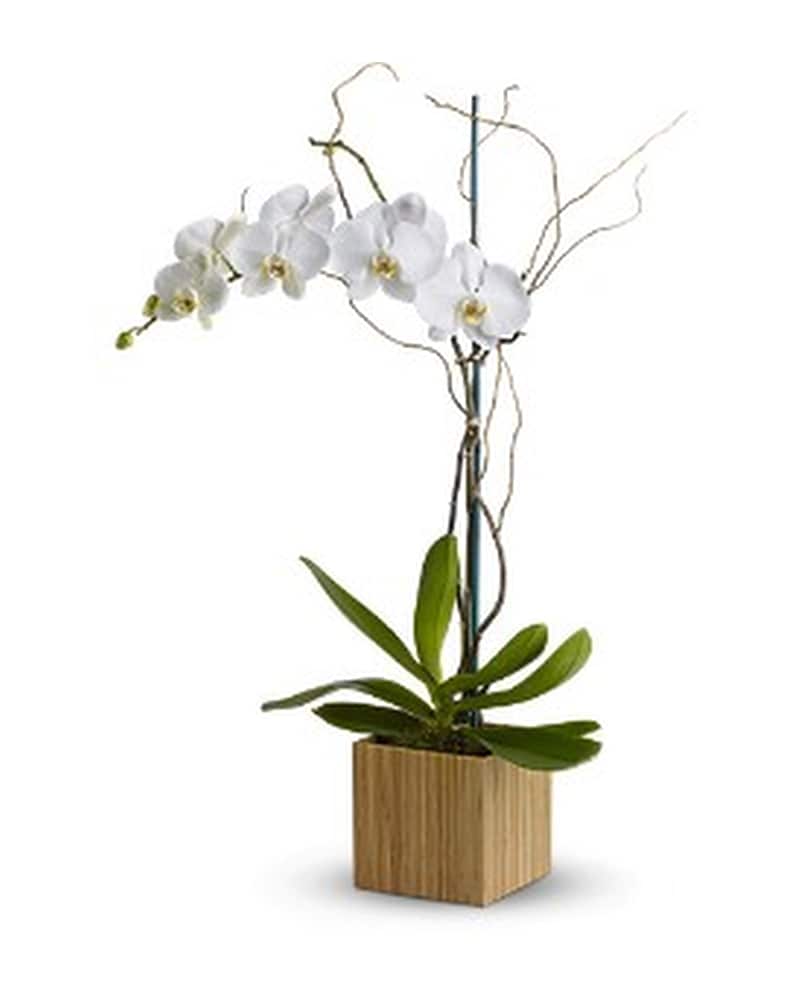 Teleflora's Bamboo Shangri-La in Paso Robles CA - The Flower Lady