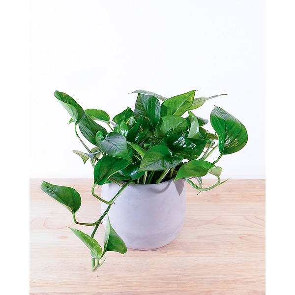 Pothos Plant in Summit NJ - New Providence Florist