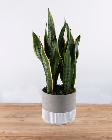 Standard size,  inches height and  inches wide.