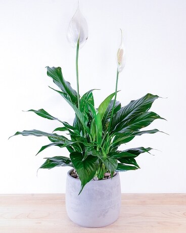 Rekemeier's Plant Designs Delivery Summit NJ - New Providence Florist