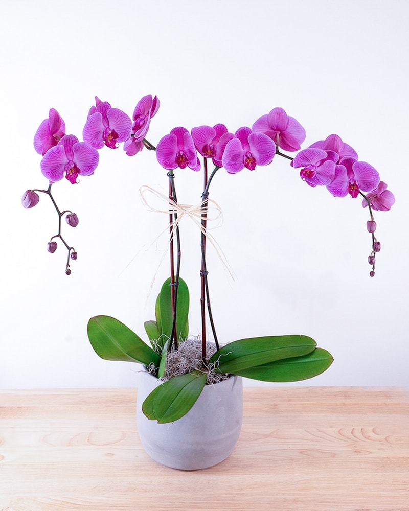 Double Stemmed Fuchsia Phalaenopsis Orchid in Summit NJ - New