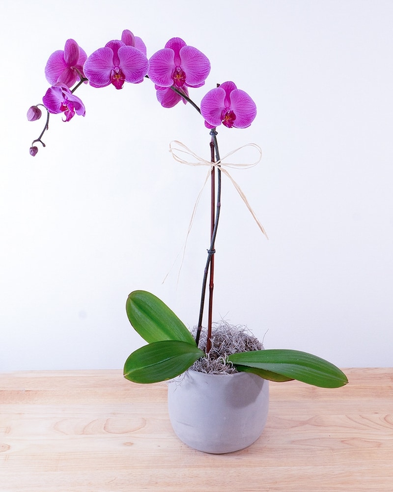 Single Stem Fuchsia Phalaenopsis Orchid in Summit NJ - New