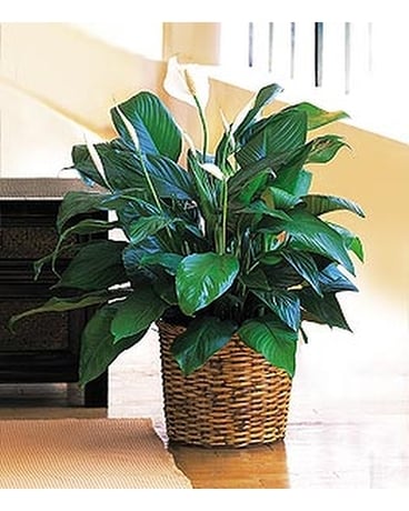 Medium Spathiphyllum Plant - by Cottage Florist Plant