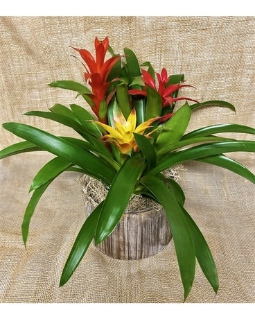 Bromeliad - Florist Choice Plant
