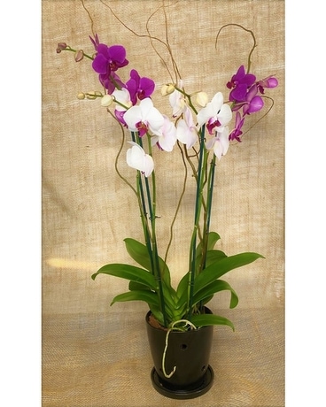 Orchid Arrangement - Florist Choice Plant
