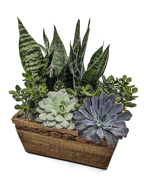 Large Succulent Arrangement in Milwaukee WI - Bayside Floral Design