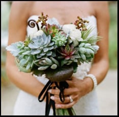 Succulent Accents