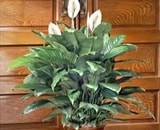  Scarletts Flowers Sympathy Plants