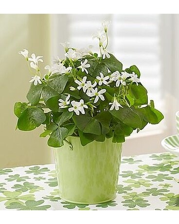 St. Patrick's Day Oxalis