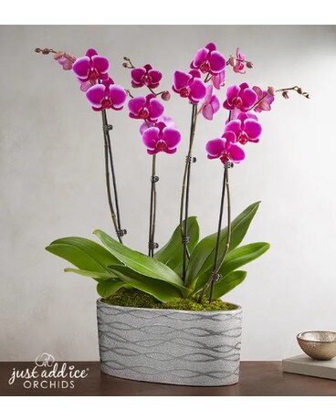 Violet Opulence Orchid Flower Arrangement