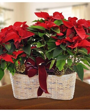 Double Poinsettia in basket Flower Arrangement