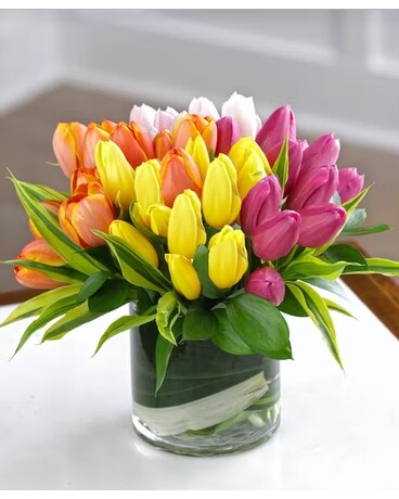 Enchanting Tulips
