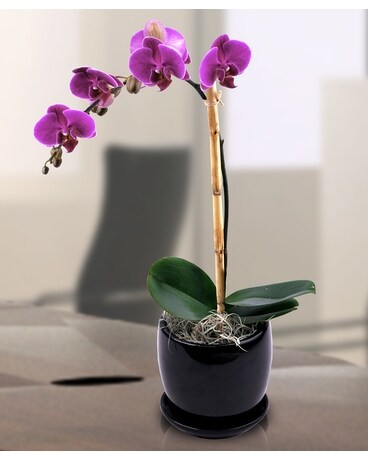 Phalaenopsis Orchid Flower Arrangement