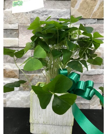 Shamrock in Ceramic Pot Flower Arrangement